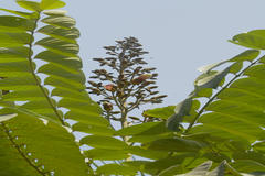 Pajanelia longifolia